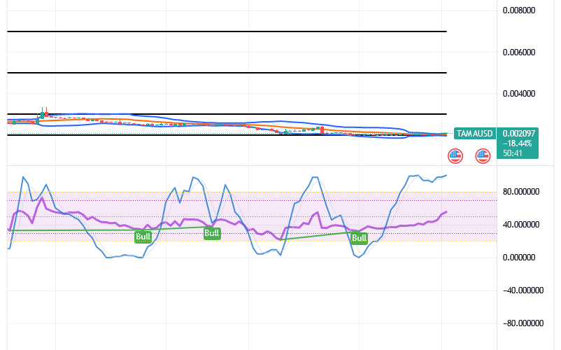 Tamadoge (TAMA/USD) Price Builds Up, Fine-tuning Momentum